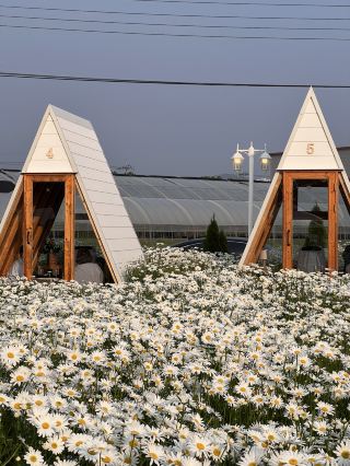 청주 샤스타데이지 나들이 🌼