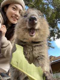 雷神同款羅特尼斯島微笑袋鼠Quokka介紹