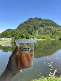 Tranquil agro tourism experience in Ipoh- musk melon eats!