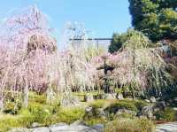 城南宮で梅観賞