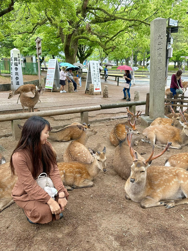 오사카 나라 교토! 가볼만한곳 총 정리