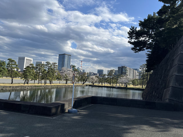 🏞️【皇居春日限定開放】趕上滿開櫻花×最後開放日！東京市中心的賞櫻驚喜體驗 🌸