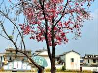 Xizhou Ancient Town