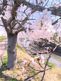┃兵庫稲美町┃1キロ続く曇川の桜