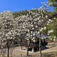 여기저기 벚꽃 명소들 🩷