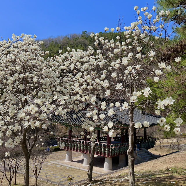 여기저기 벚꽃 명소들 🩷