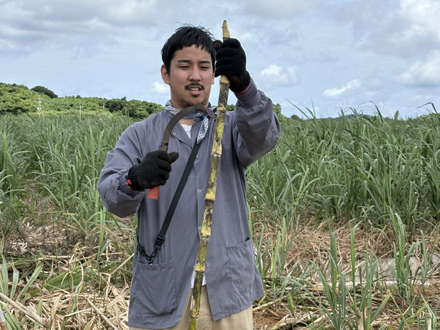 【久米島】サトウキビ狩り体験！黒糖の始まりを肌で感じる🌿✂️