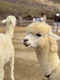 A Fluffy Adventure in the Hills of Alpaca World