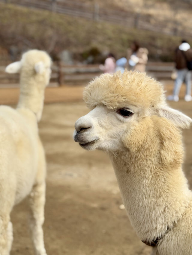 A Fluffy Adventure in the Hills of Alpaca World