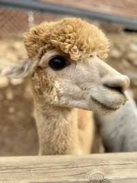 A Fluffy Adventure in the Hills of Alpaca World