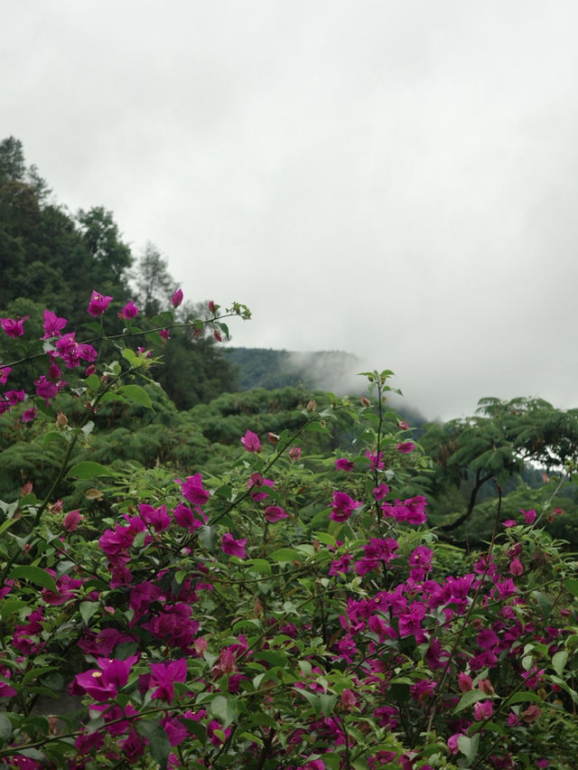 What to Expect in Heshun When It Rains: Food, Fog, and Friendly Hosts