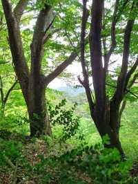 천년을 품은 산 속의 법당