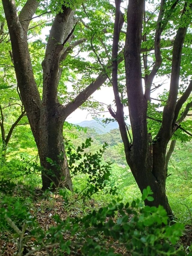 천년을 품은 산 속의 법당