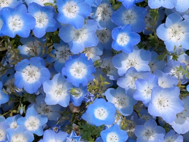 ひたち海浜公園のネモフィラ