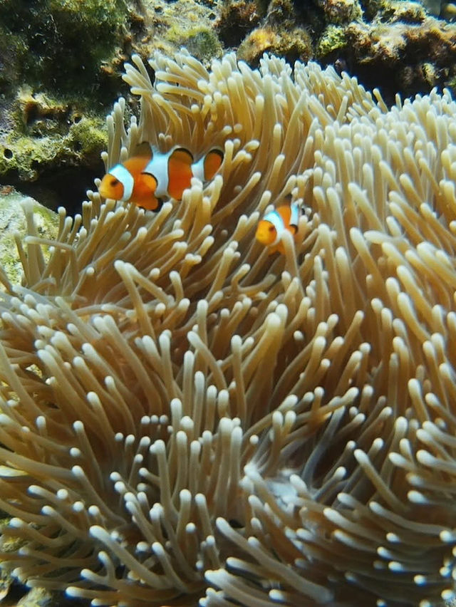 シミランの静けさに包まれて、自分だけの楽園時間を。🌴🐢💙