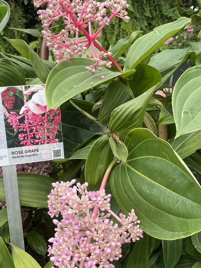 🌳 미래 속 정원, 싱가포르 가든스 바이 더 베이 🌿🌟