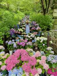 奈良 ❤︎圧巻の 「嵐の坂」💜🩵🩷もりもりの紫陽花♡ 