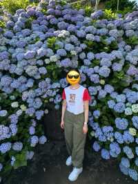 濟州6月繡球花海