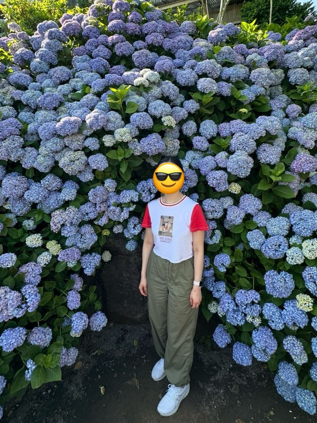 濟州6月繡球花海