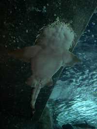 Attractions to visit in SEA LIFE Sunshine Coast Aquarium
