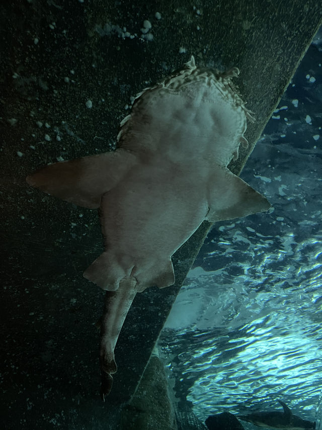 Attractions to visit in SEA LIFE Sunshine Coast Aquarium