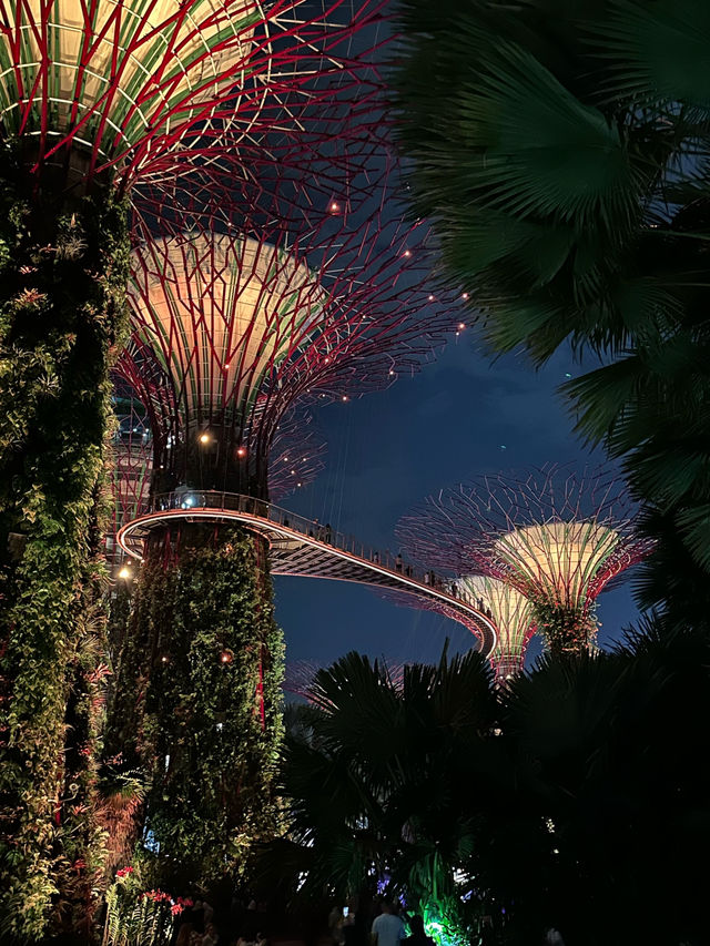 Night Walks & Glowing Trees – Gardens by the Bay After Dark! 