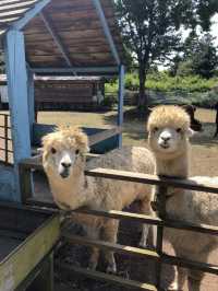제주에서 알파카를 이렇게 가까이서? 🐑 도치돌 알파카 목장 가봤어?
