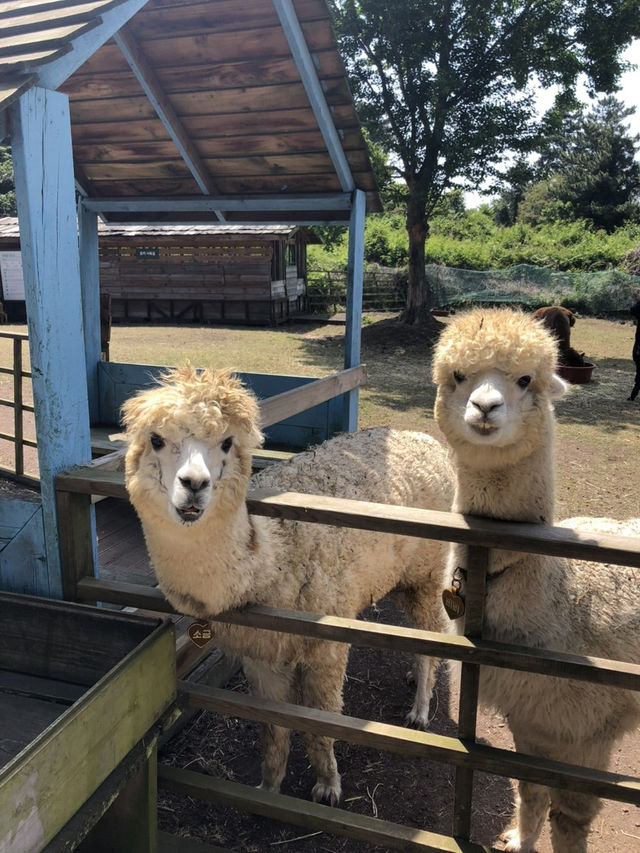 제주에서 알파카를 이렇게 가까이서? 🐑 도치돌 알파카 목장 가봤어?
