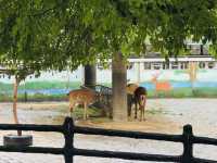 A Great Day at Shanghai Zoo