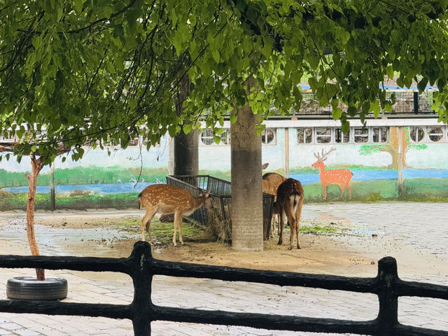 A Great Day at Shanghai Zoo