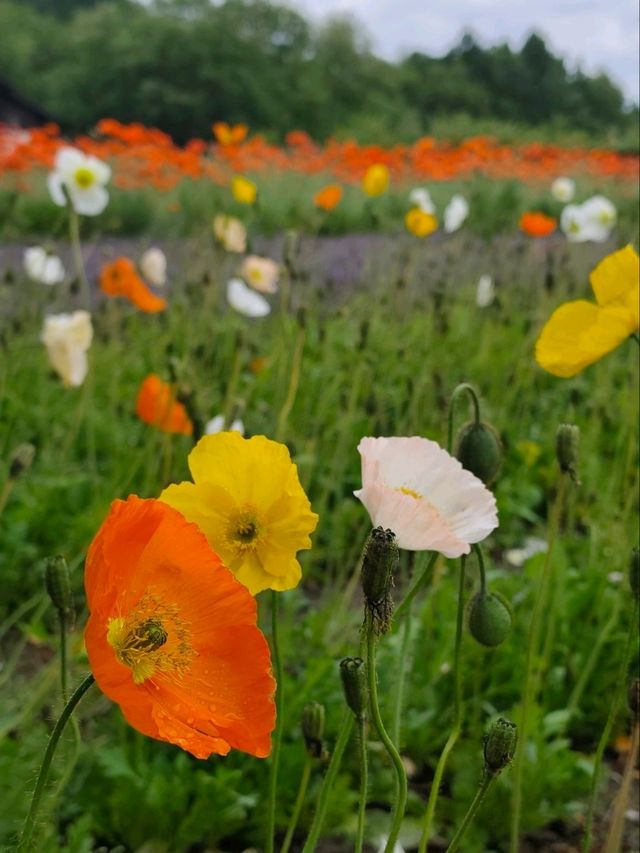 Junee Green Hokkaido 