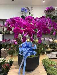 Bloom therapy 