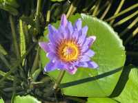 香港好去處 | 賞花 | 志蓮淨苑 | 蓮花