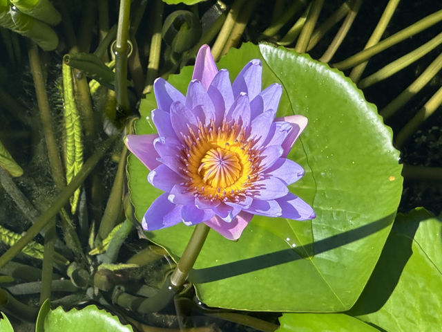 香港好去處 | 賞花 | 志蓮淨苑 | 蓮花
