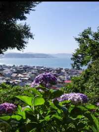  🪷【鎌倉・長谷寺】海と花と観音さまに癒される、やすらぎの寺