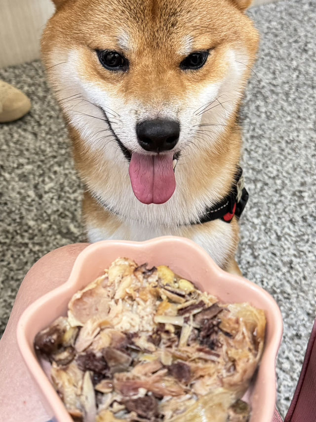 🐾《旅人的高雄毛孩手札》