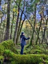 Tranquil Beauty of the Waiau River Walk