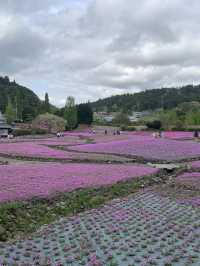 芝桜の花のじゅうたん❤️