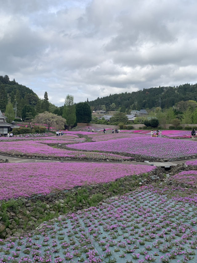 芝桜の花のじゅうたん❤️