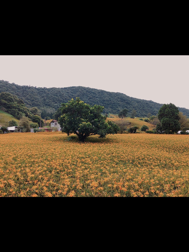 赤科山金針花｜藏在雲霧山巔的金黃奇蹟，花季限定的療癒仙境