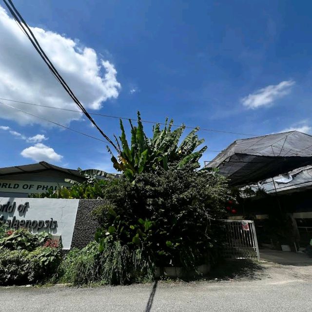 World of Phalaenopsis Orchid Farm