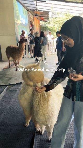 "First Alpaca Petting Zoo at Ipoh!"✨🐑
