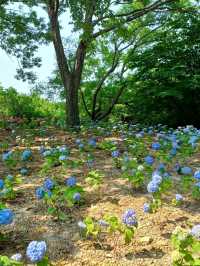 바다와 숲을 품은 데크 산책로, 온 가족 힐링 산책길 🌿🪑