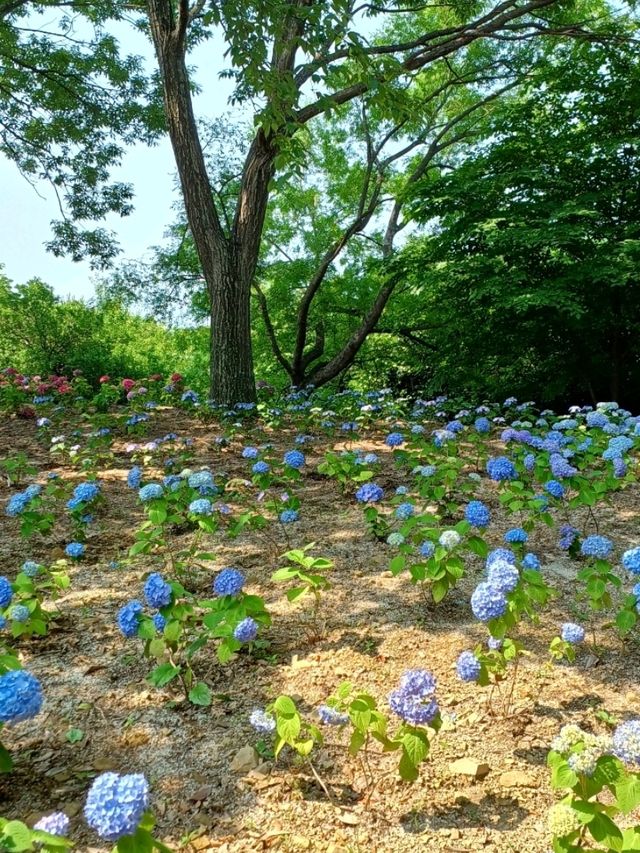 바다와 숲을 품은 데크 산책로, 온 가족 힐링 산책길 🌿🪑
