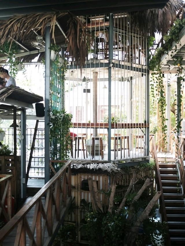 rain forest