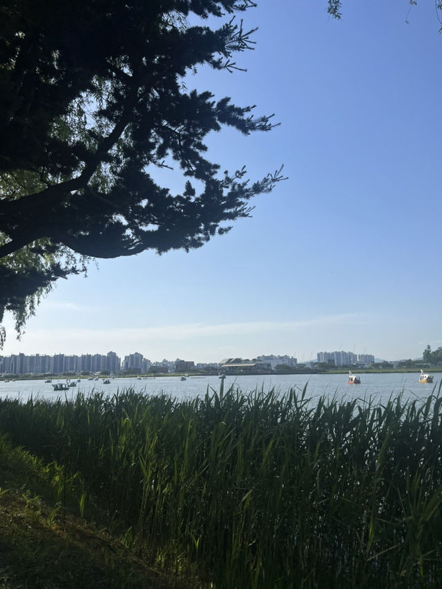 🌅분위기 미쳤다! 대구 수성못 야외데이트 코스 추천💑