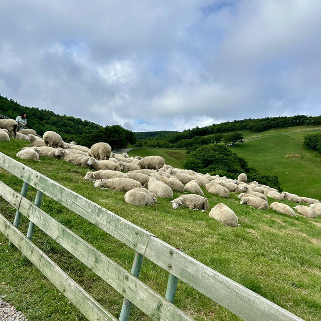 강원도 평창 여행 필수 코스, ‘대관령 양떼목장’ 🐑