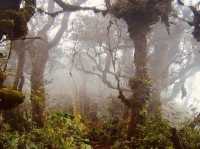 Cloud Chaser’s Quest: A Solo Adventure from Genting Highlands to Cameron Highlands