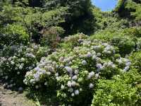 靜岡伊豆下田紫陽花季 六月限定景點