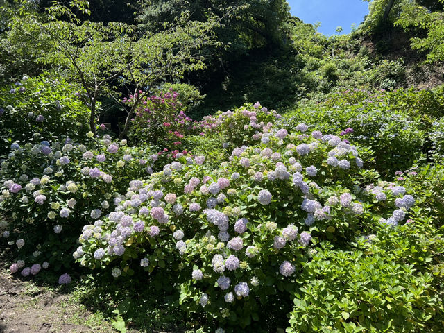 靜岡伊豆下田紫陽花季 六月限定景點